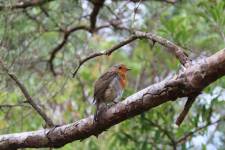 Amandine LAMRI - LAMRI